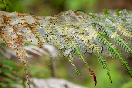 蕨类水虫子和蜘蛛在树叶上种子图片