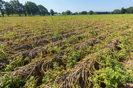 季节生产干燥的夏天在达屈田地上的干土豆厂热浪高清图片