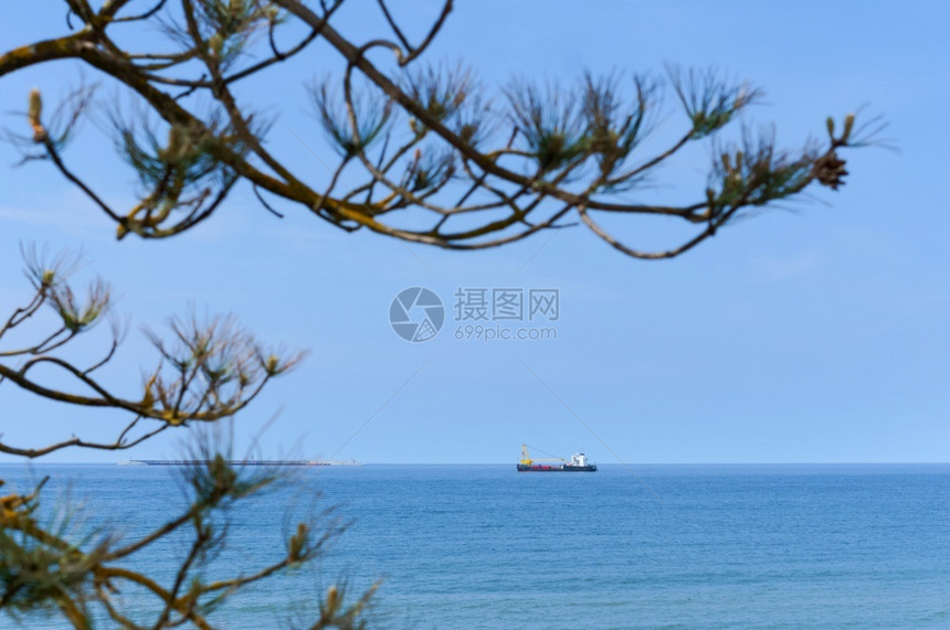 运输海上的船在地平线松杉在海岸的树枝上松杉在海岸的树枝在海船地平线松树分支机构图片