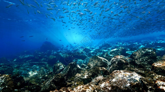 海底的礁石和鱼群高清图片