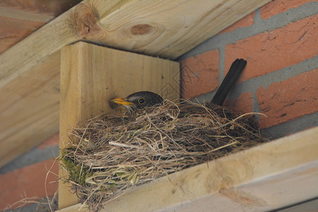 棕色的生长鸟巢关心高清图片