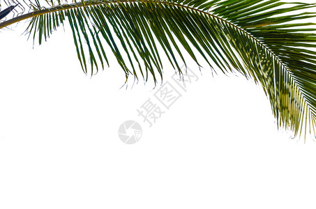 夏天白底棕榈树上的假期天图片