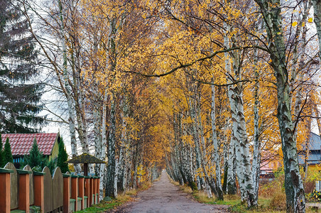 森林绿色小路秋天的白桦林路边秋天图片