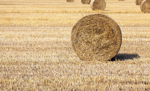 草垛干燥家畜农业田黄干草堆稻埋在尖锐的碎块农田上图片