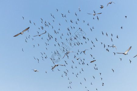 放你鸽子收藏飞鸟和鸽子群过蓝天背景一种翅膀背景