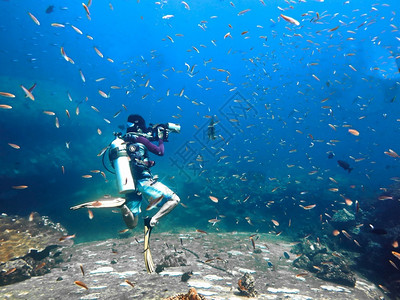 梦鱼类和潜水员学校全景海洋图片