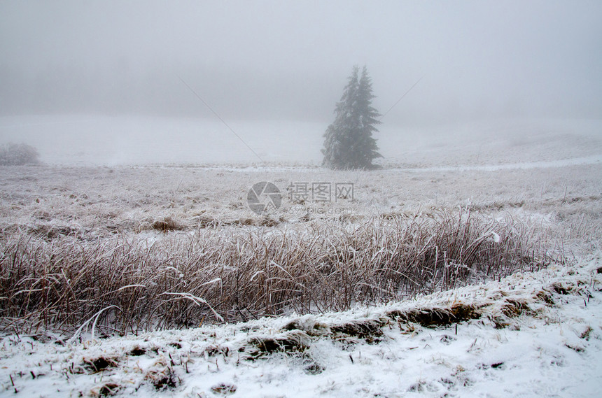 寒雾中的冬季风景树德国冷杉图片