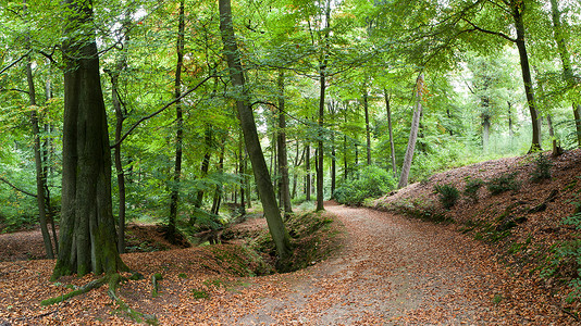 树桩植物群有木路径的秋天森林风景优美图片