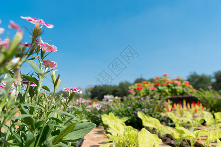 云环境明蓝天空的鲜花园植物群图片