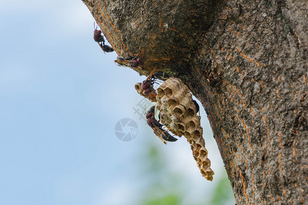 黄蜂在树上筑巢飞行棕色的图片