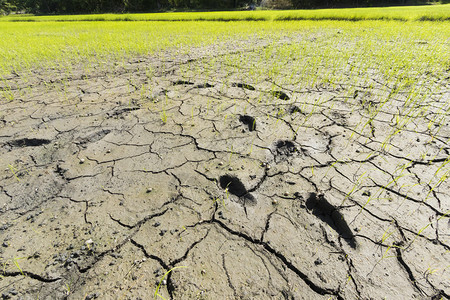 裂缝干稻田的脚印自然背景草干燥图片