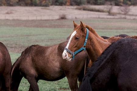 国内的绿色马匹放牧遍布田野图片