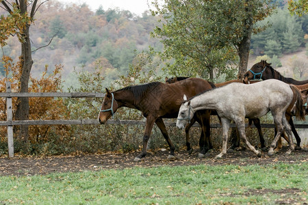 骘驰骋放牧的马遍布田野驹图片