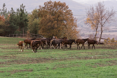 棕色的农村业放牧马遍布田野图片