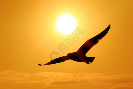 海岸线鸥飞入日落希望半空中图片
