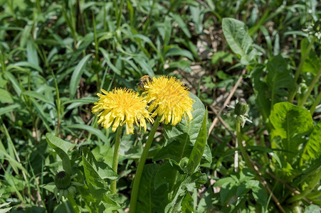 花的授粉黄上有大蜂昆虫两只蜜在花朵上还有两只蜜蜂在花朵上景观图片