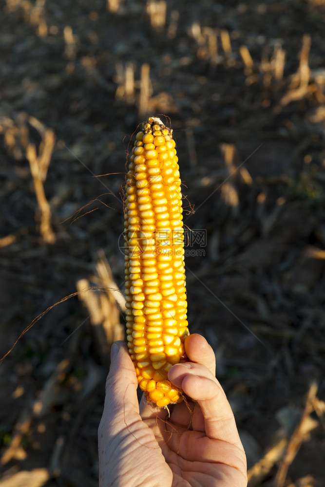 美丽的一个男人手里黄色成熟玉米耳朵在秋季玉米收成后在一个农业田地的土上种植玉米耳鸣束季节图片
