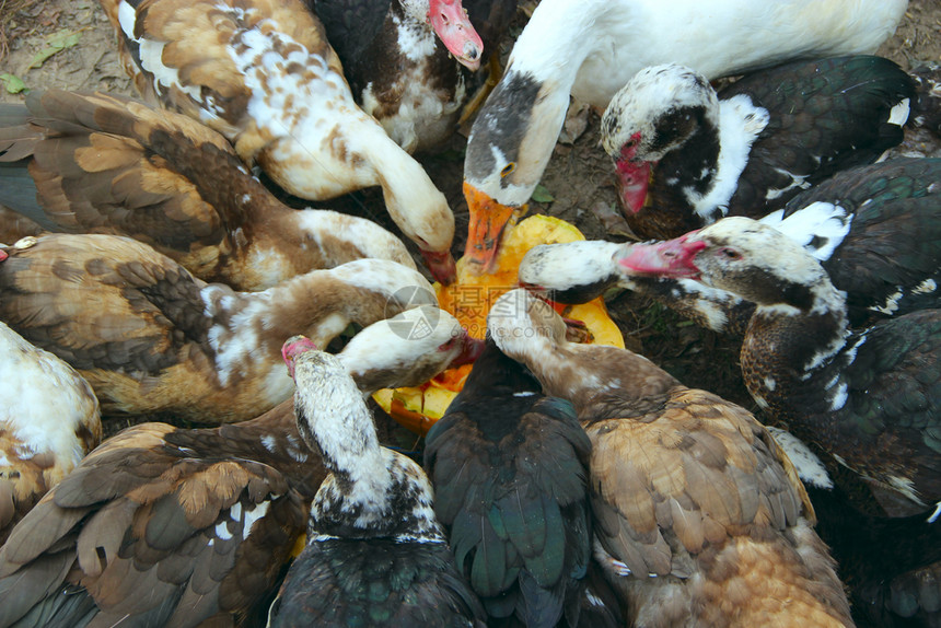 鼻子动物鸭和小在家禽中吃南瓜在院子里喂养的鸭鹅和小在家禽中吃南瓜番红花图片