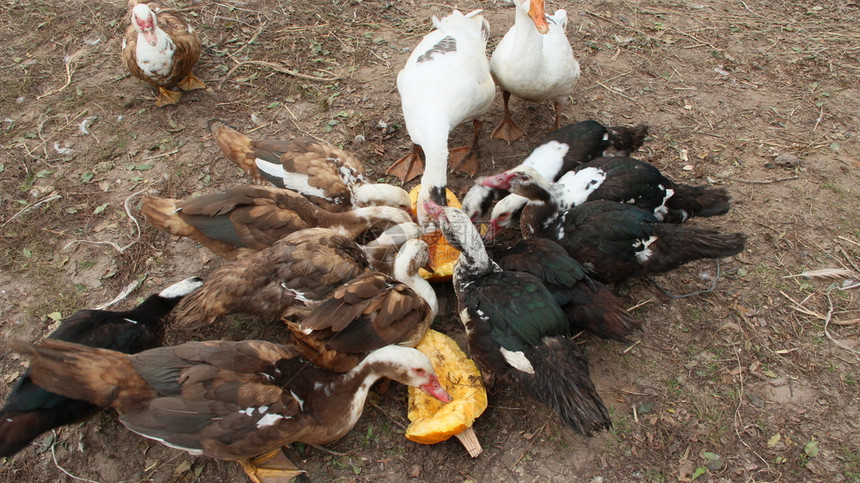 起毛食物鸭子和小在家禽中吃南瓜在院子里喂养的鸭鹅和小在家禽中吃南瓜宠物图片