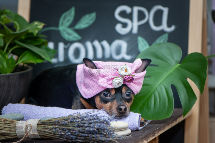 杰克在温泉疗养用品和植物中毛巾缠着的狗头在温泉健康中放松舒适的可爱宠物有趣的概念布置洗涤和照料动物治疗为了图片