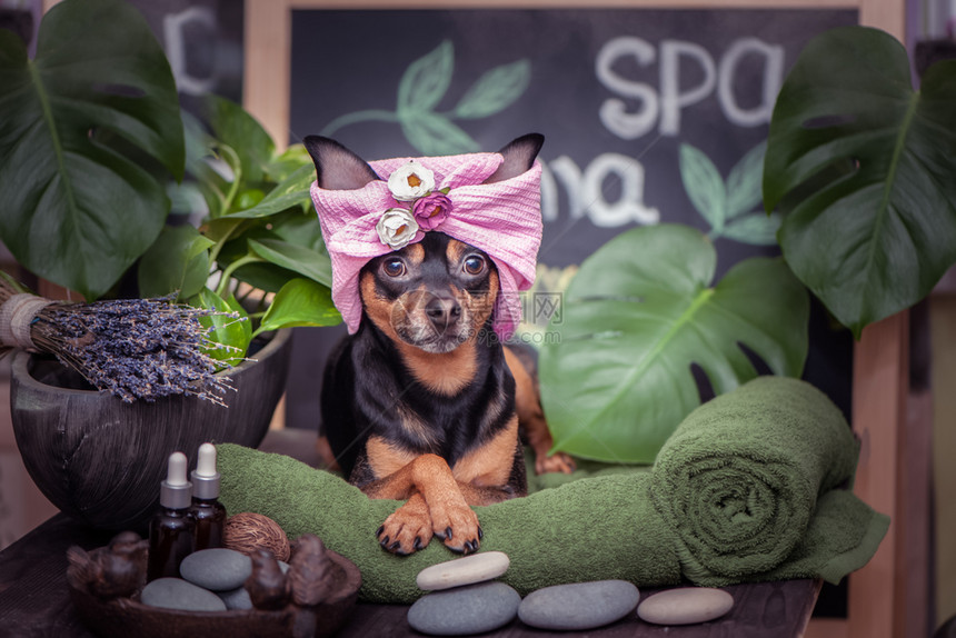 在温泉疗养用品和植物中毛巾缠着的狗头在温泉健康中放松舒适的可爱宠物有趣的概念布置洗涤和照料动物关心黄瓜一种图片