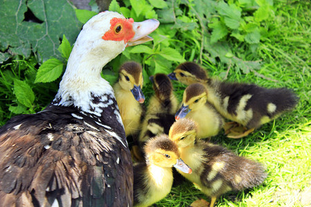 巴里鼻子番鸭母鸡与家禽中的小鸭番母鸡及其有趣的小鸭在家禽中草地上它背景图片