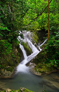 新鲜的岩石植物泰国热带雨林瀑泰国图片