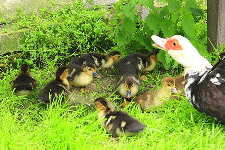 吃乡村的喂养草地上有鸭子的马斯科维鸡草地上也有趣的小鸭子图片