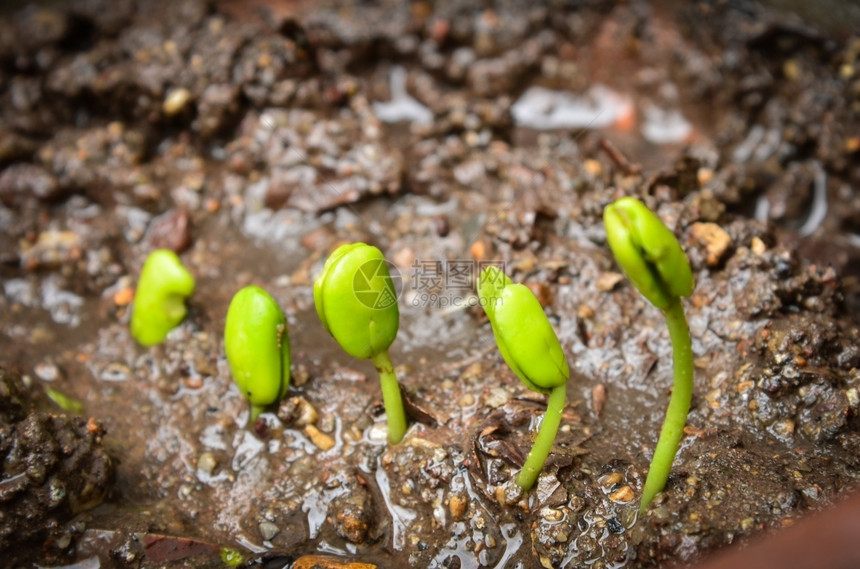 年轻的种植罗望龙芽步伐植物活力图片