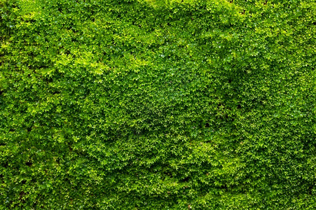 绿藻背景麻草质潮湿老的绿色图片
