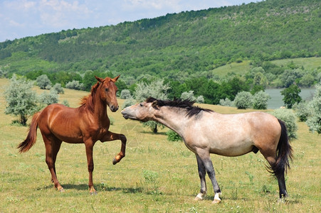 两匹友好马在绿草地上玩坦率放牧国内的图片