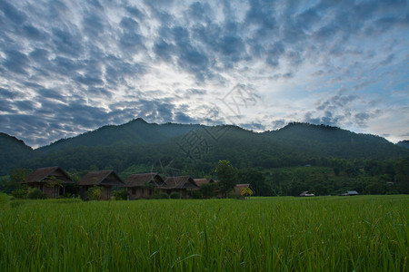 夏天泰国PaiMaehongson村绿地庄景观场图片