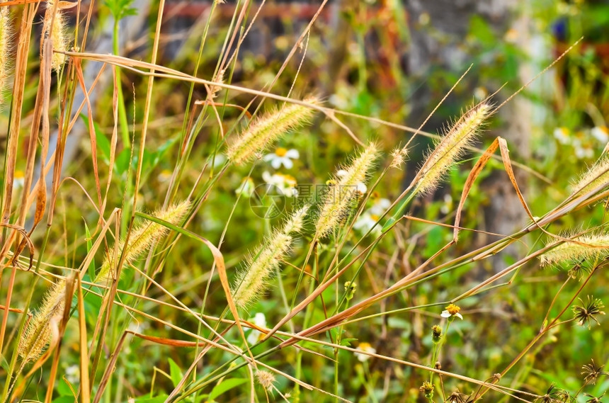 池塘湖芦苇花风图片