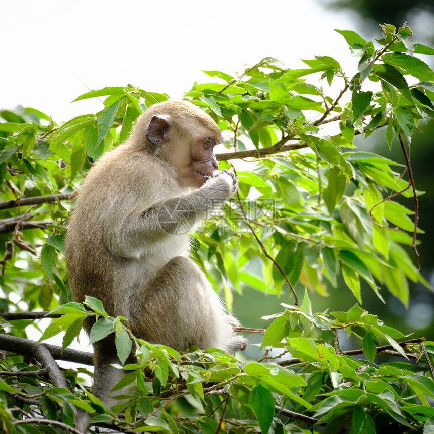 猕猴挂子坐在一棵树上生活在泰国的天然森林中棕色的图片