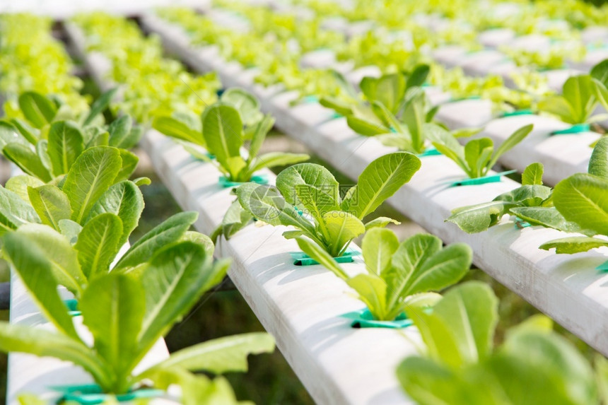 生的蔬菜沙拉水栽培植物农场的图象图片