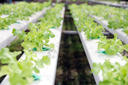 素食主义者水栽培植物农场的图象公园食物图片