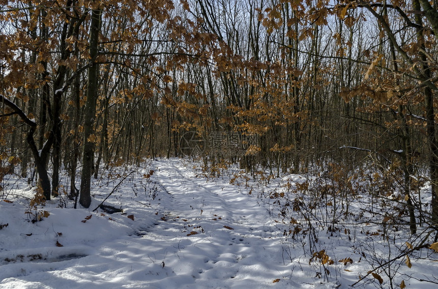 污垢欧洲保加利亚Zavet镇附近冬季带泥土路的雪积累森林新风景靠近下雪的图片