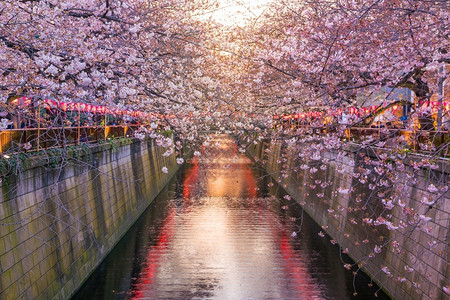 在日本东京的黄昏时在超级运河采樱花开城市美丽的暮图片