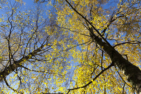 颜色树干从下面的图画上面有青春蓝的天空和春树公园绽放图片