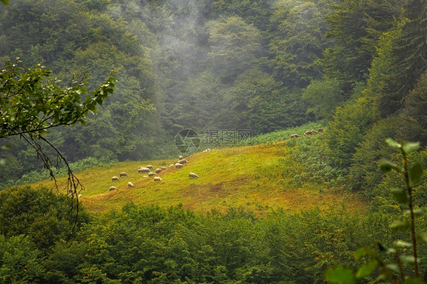 牧场一群羊在山丘上的绿草地放牧公园爬坡道图片