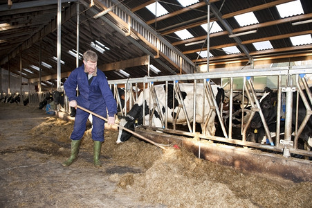 农夫清扫现代马棚而他的一只奶牛正在吃东西门栅栏农场图片