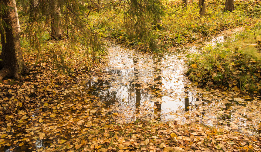 秋林中流淌着漂浮的黄叶和树水中反射物户外岩石流动图片