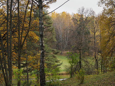 秋季自然树和河流场景金的户外图片