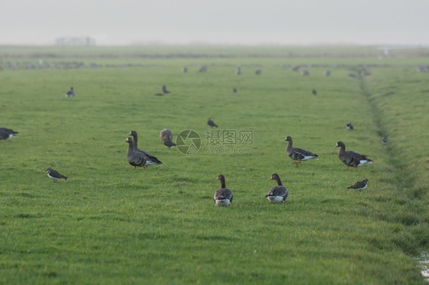 食物鸟草地上的鹅蓝色图片