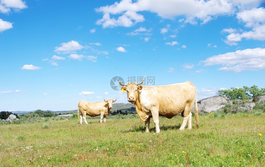 眼睛牛肉田里的棕色奶牛草地图片