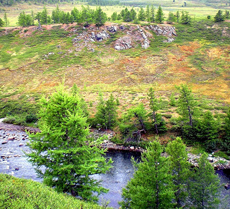 沃利营树俄罗斯北部针叶林的河流山区针叶林的质俄罗斯北部针叶林的河流图片