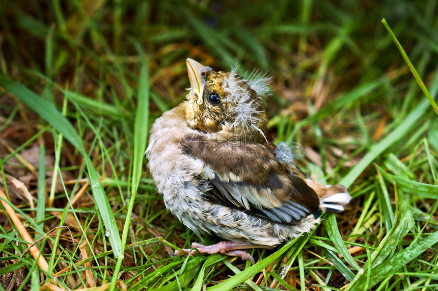 婴儿生活堕落燕雀从巢中掉下来小雏鸟在草丛中燕雀从巢掉下来图片