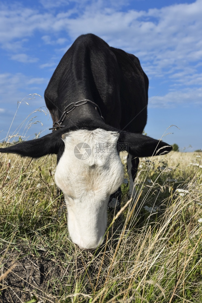 小牛脸乡村的在绿色田野背景上放牧的牛肖像美丽笑牛在农场上年轻的黑牛盯着摄像机看好奇有趣的奶牛带着有趣的鼻涕关上绿田背景的牛牧肖像图片