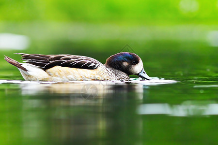 可爱的鸟池塘上美丽野鸭对水绿色反光丰富多彩的背景图片