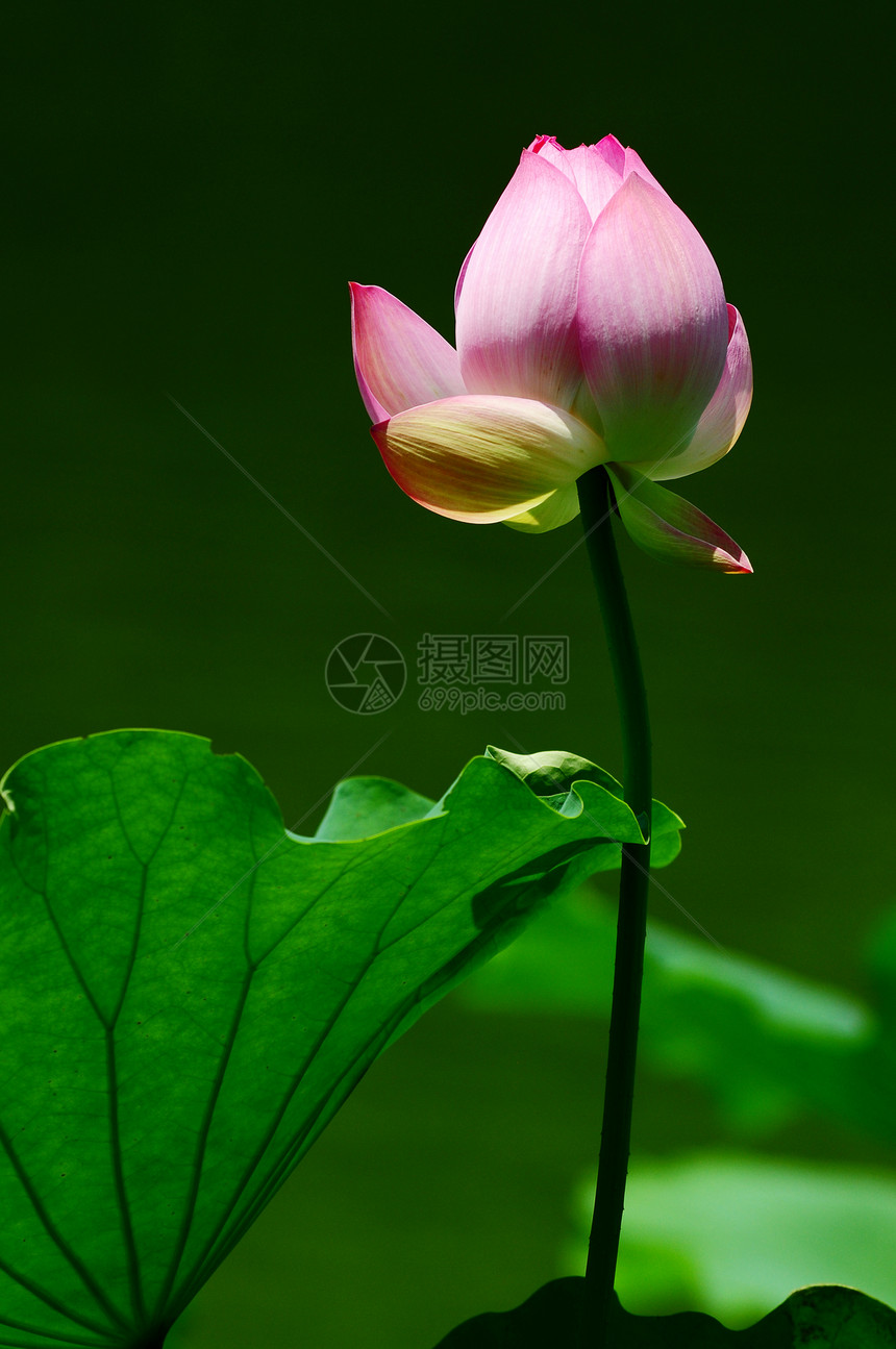 夏季池塘中的粉色荷花花苞图片